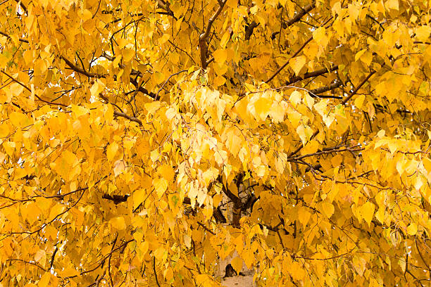 The yellow crown of the birch in autumn against the sky