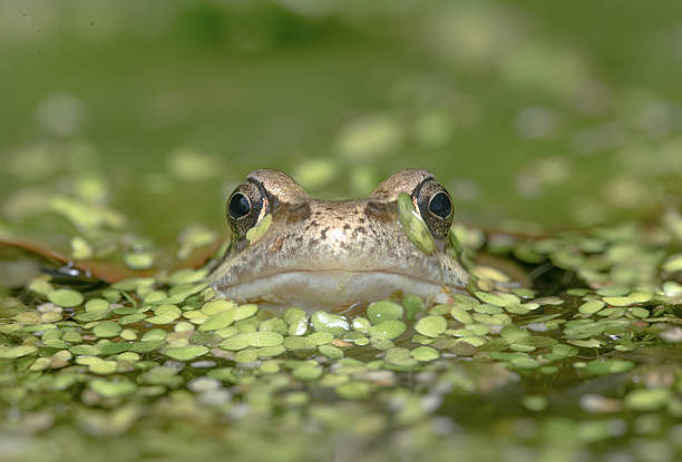 Cute little frog peeking from the pond hiding in the duck weed