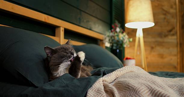 istock Grey kitten meticulously washes its paw while comfortably lounging on a soft, inviting bed, creating a heartwarming scene of feline hygiene and relaxation. Cozy place to relax, pets concept 2212959371