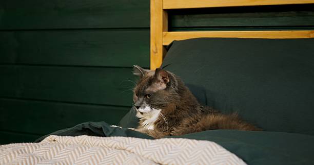 istock Gray and white cat meticulously grooms itself while relaxing on a cozy bed with green sheets and a wooden headboard against a matching green wall. Cozy place to relax, pets concept 2212959534