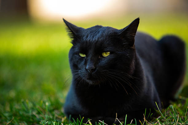 Black Stray Cat resting on the grasses