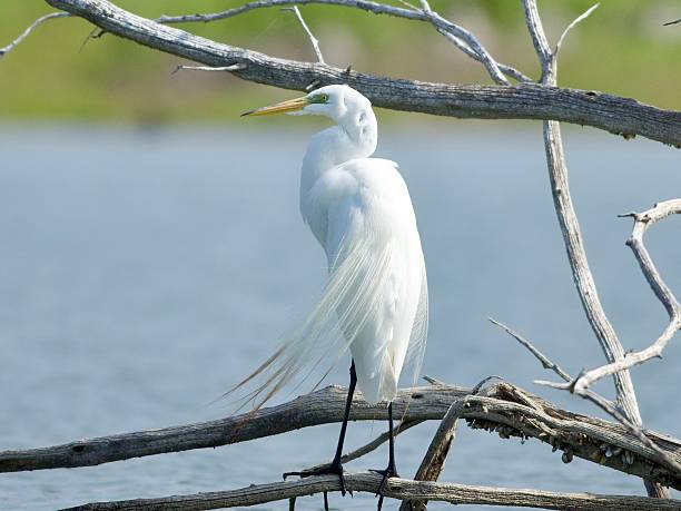 Egret patiently waiting out the wind