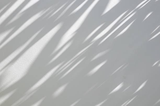 istock Abstract natural tree branch leaves shadow on white wall background 2212966372