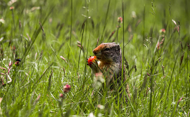 istock Columbian ground squirrel stands at attention and eat berry 2212968050