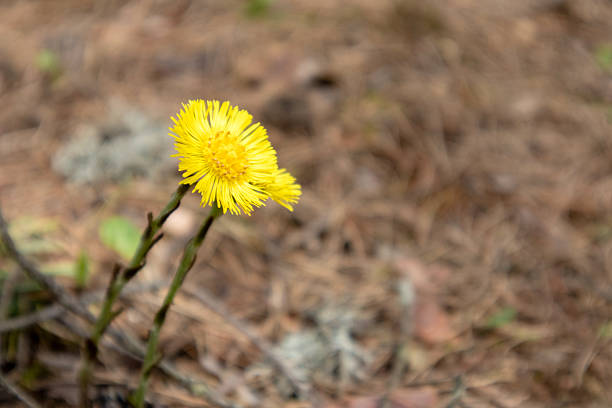 Closeup of a small coltsfoot flower