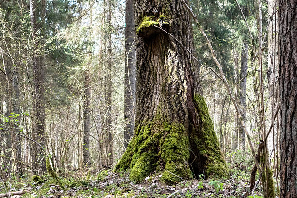 a large tree with a massive trunk, the base of which is covered with bright green moss, growing in a forest among other trees and ground cover, typical of European forests.