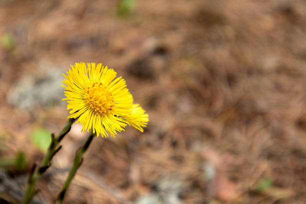 A single bright yellow valerian flower on a stem with tiny leaves growing on brown soil with dry leaves and grass.