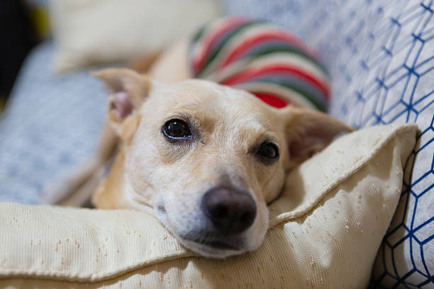 istock Mongrel dog sleeping on a sofa with teddy bear, wearing a striped outfit 2212978117