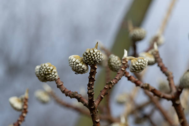 Close-up of Paperbush, binomial name Edgeworthia chrysantha