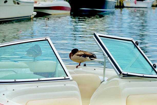 Two ducks rest on a recreational boat docked in downtown Annapolis, Maryland.