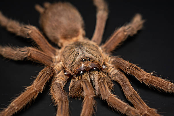 istock Close-up brown tarantula on black background 2212980999