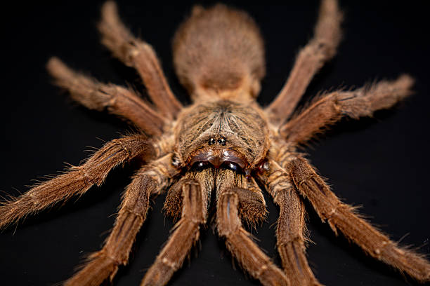 istock Close-up brown tarantula on black background 2212981025