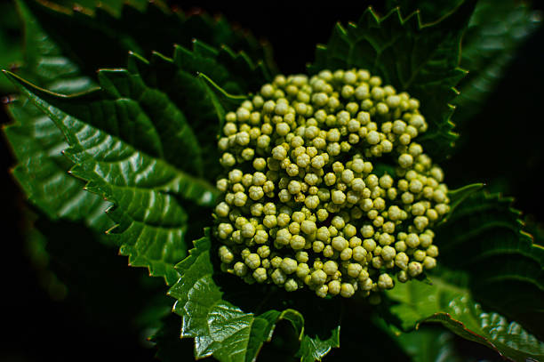 Very young hydrangea flowers are green in color