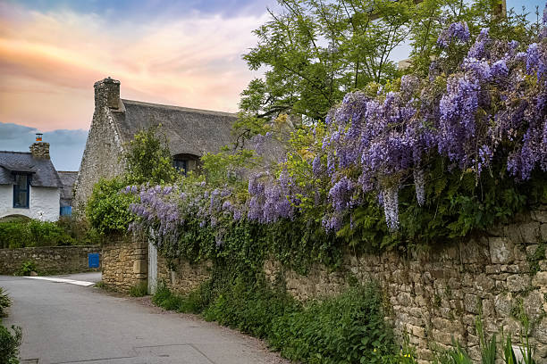 Brittany, Ile aux Moines island in the Morbihan gulf, typical thatched cottage in the village, with wisteria in spring