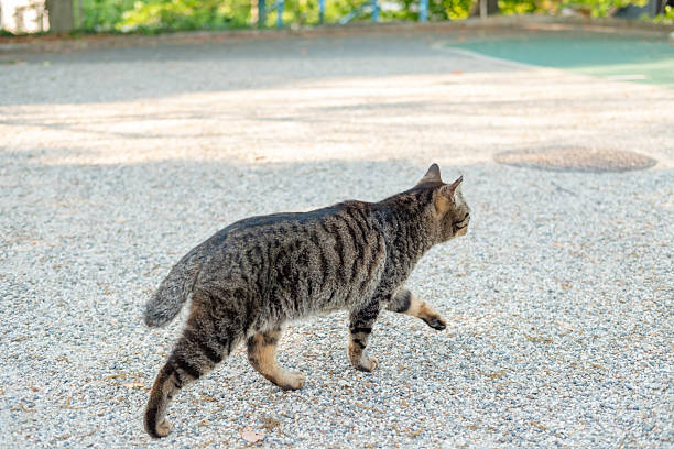 istock Rear view of a cat walking 2212987885
