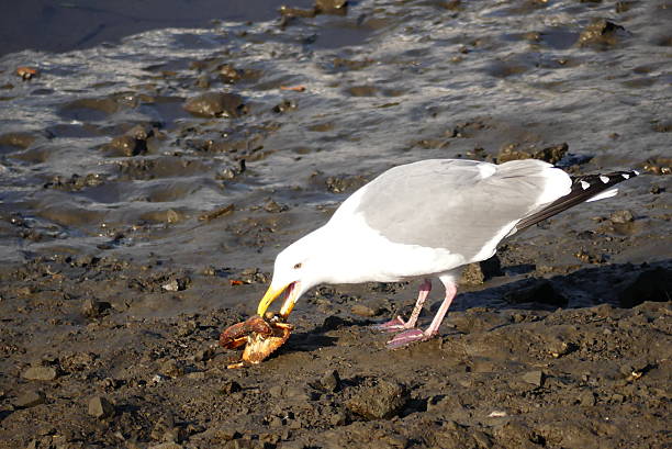 Seagull eating a crab during low tide on the Oregon coast outside of Newport