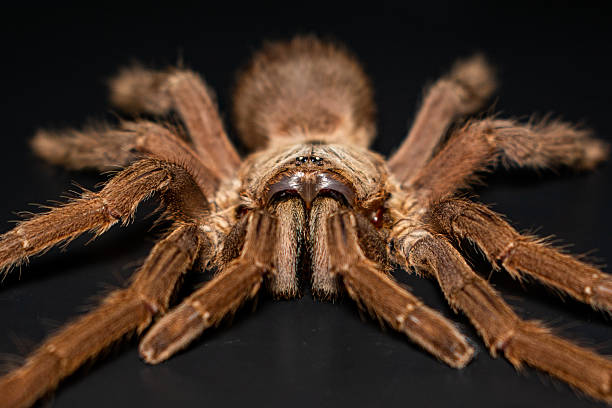 istock Close-up brown tarantula on black background 2212989206