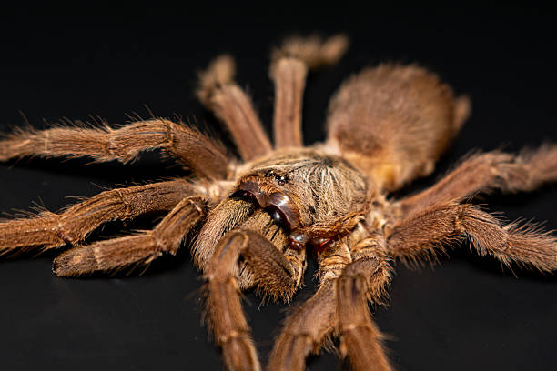 istock Close-up brown tarantula on black background 2212989232