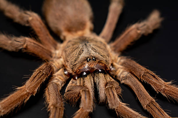 istock Close-up brown tarantula on black background 2212989246