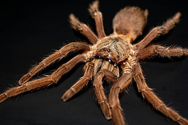 istock Close-up brown tarantula on black background 2212989250