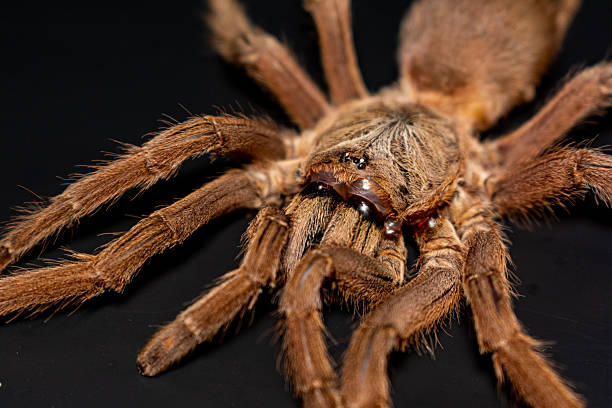 istock Close-up brown tarantula on black background 2212989258