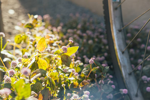 Image of a bicycle wheel and pink head knotweed
