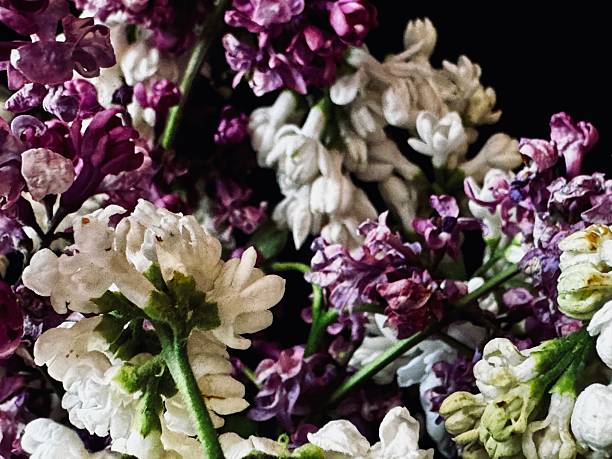 blooming lilac bouquet on a black background