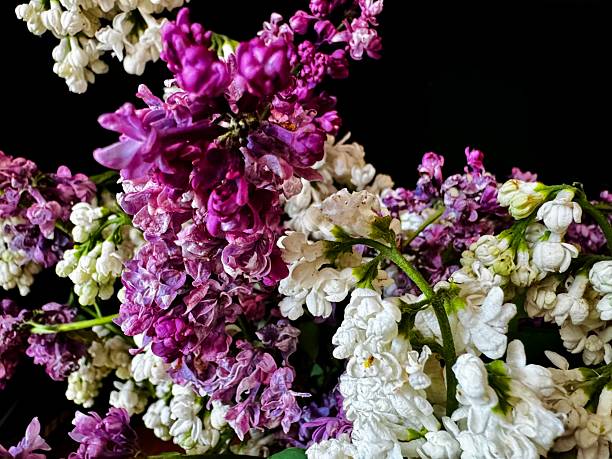 blooming lilac bouquet on a black background