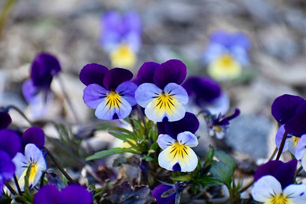 A natural grouping of blooming wild pansies with detailed petals in rich tones of violet and yellow, photographed at ground level.