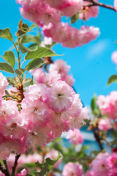 istock Beautiful cherry blossoms bloom under a clear blue sky in springtime 2212998957
