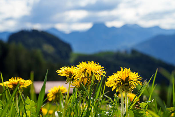 Swiss Alps