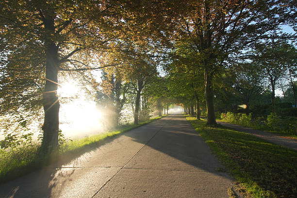 istock Sunlight streams through trees lining a quiet road, creating a tranquil and inviting natural scene, ideal for outdoor pursuits. 2213000086