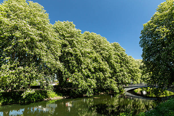 istock Rautenstrauch Canal in Cologne, Germany 2213000875