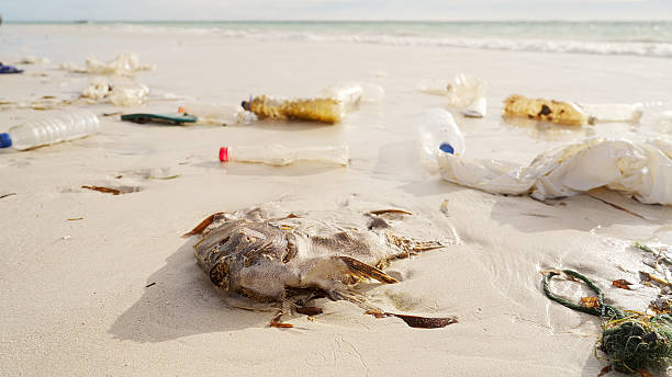 istock Dead fish and plastic waste on a beach, ocean water pollution, marine litter 2213001128