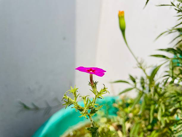 Growing pink and purple flowers
