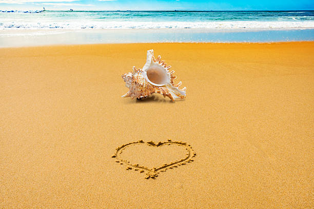 Shell on the beach by the blue Pacific Ocean