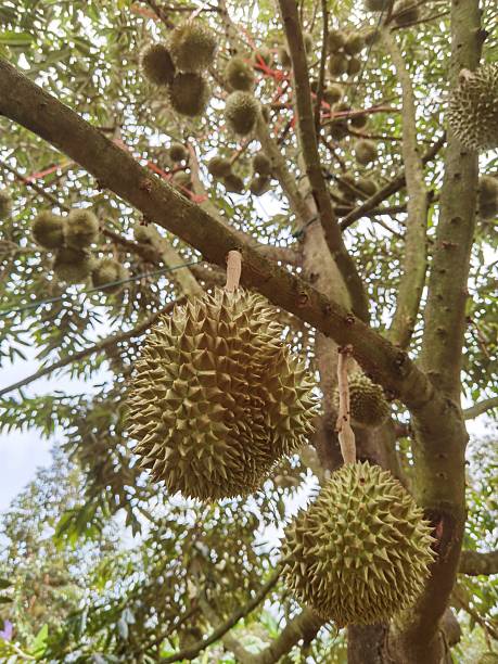 istock Close up of durians hanging 2213003621