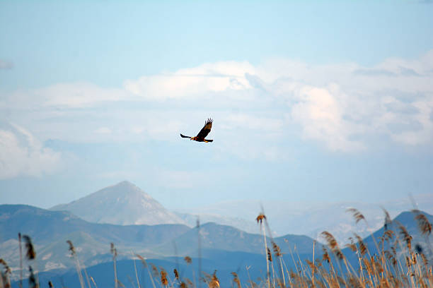 Kite flying in the sky