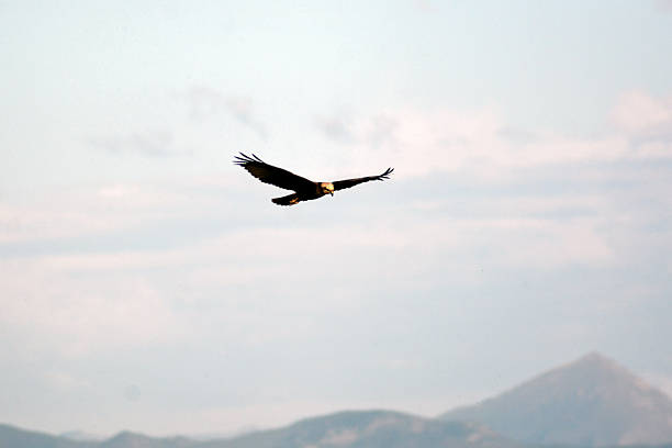 Flying eagle. The eagle soars in the sky and looks for prey. The eagle hunts from the air. Hawk, falcon.