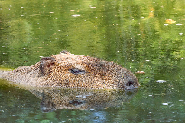 Capybara or Hydrochoerus hydrochaeris in water. portrait