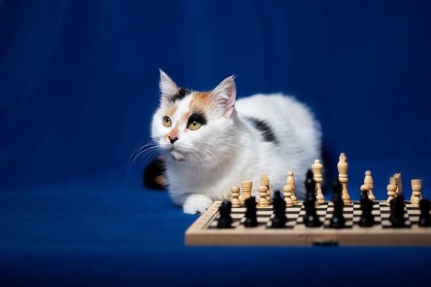 istock Calico cat curiously observing a chess game on a blue background during a quiet indoor afternoon 2213006667