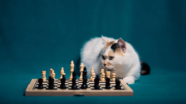 istock Calico cat curiously observing a chess game on a blue background during a quiet indoor afternoon 2213006675