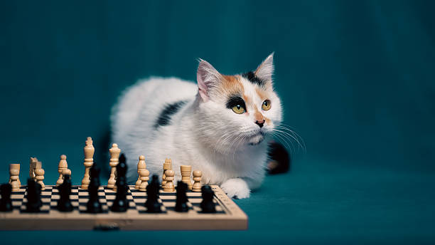 istock Calico cat curiously observing a chess game on a blue background during a quiet indoor afternoon 2213006679