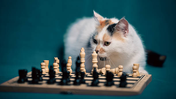 istock Calico cat curiously observing a chess game on a blue background during a quiet indoor afternoon 2213006769