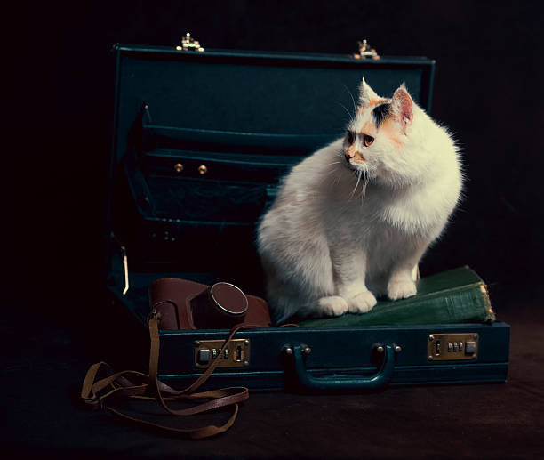 istock Mongrel cat explores an old suitcase filled with treasures of the past 2213007701