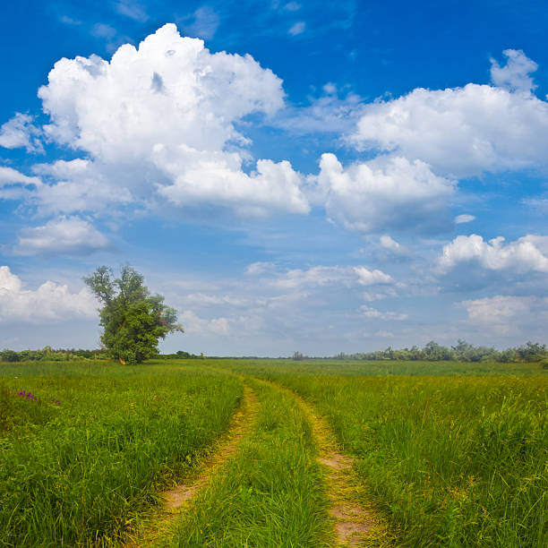 rural ground road among green fields at the bright summer day