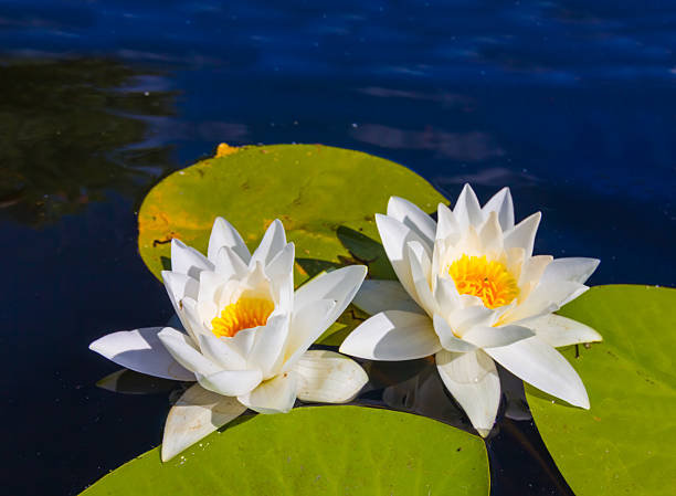 istock closeup white water lily floating on calm lake 2213008629