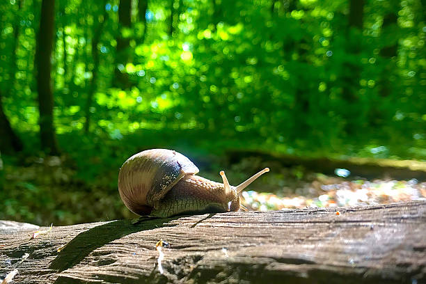Snail.