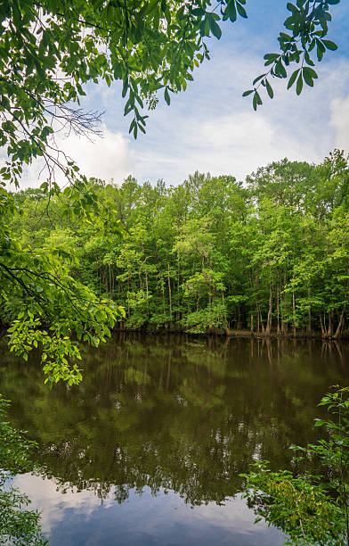 istock Congaree National Park in central South Carolina 2213011424