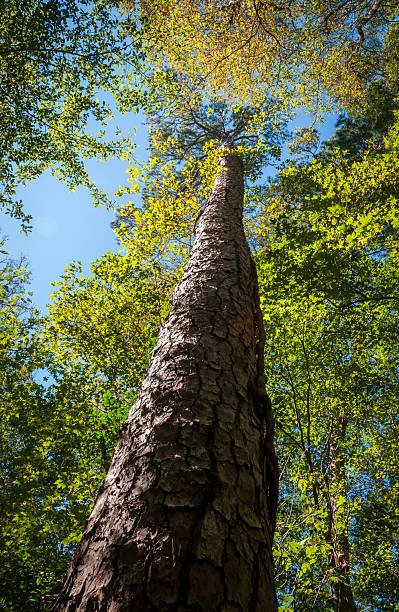 istock Congaree National Park in central South Carolina 2213011964